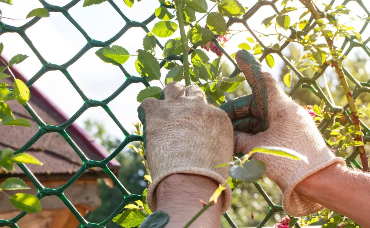 Garden fence